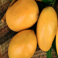 Fresh Indian Mallika Mangoes - Pack of 7 ( Includes Free Shipping )