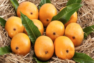 Fresh Indian Malgova Mangoes  -8 Pcs / Box (For Pickup Only )KEEP THE ORDER READY WILL START DISTRIBUTING ON NEXT WEEK FRIDAY ONWARDS
