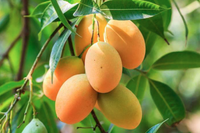 Fresh Indian Rasalu Mangoes pack of 7  (includes Free Shipping )