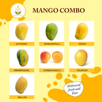 Fresh Indian Mangoes - Combo Pack A -  7 nos (Banganapalli - 1 nos & Alphonso- 1nos,Mallika -1 nos, Kesar - 1nos,Rasalu -1 nos,Imma Pasand-1nos ,Rajpur -1nos)  (Includes Free Shipping )
