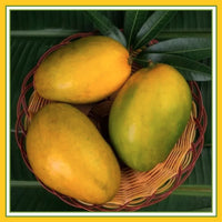 Fresh Indian Himayat Ripe  Mango -8-9 pcs / Box  ( Origin from Andhra Pradesh ) - (For pickup only)