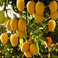 Fresh Indian Malgova Mangoes  -4 Pcs / Box (includes Free shipping)