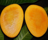 Fresh Indian Malgova Mangoes  -4 Pcs / Box (includes Free shipping)