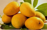 Fresh Indian  Golden Kesar Mangoes - BOX (For Pickup only within 24 hrs once ready )