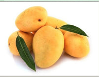 Fresh Indian Kesar Mangoes -10 Pcs/ BOX (Includes Free Shipping )