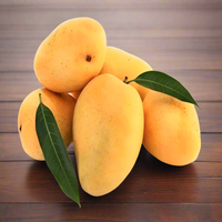 Fresh Indian Kesar Mangoes -9 - 11 Pcs/BOX (Includes Free Shipping )