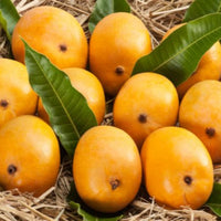 Fresh Indian Malgova Mangoes  -4 Pcs / Box (includes Free shipping)