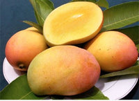 Fresh Indian Rajpuri Ripe  Mangoes - 8 Pcs / Box  (includes Free Shipping )