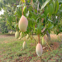 Fresh Indian Totapuri Mangoes - 5 Pcs ( Includes Free Shipping )
